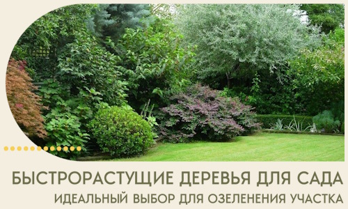 Быстрорастущие деревья для сада идеальный выбор в Туймазы