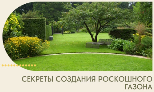 Секреты создания роскошного газона в Туймазы